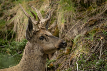 La recuperación del huemul: un trabajo en conjunto