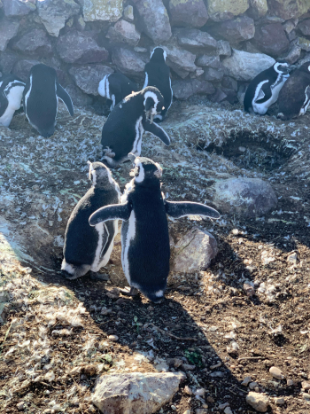 Pingüinos en muda: el fenómeno natural que suele confundirse con una enfermedad