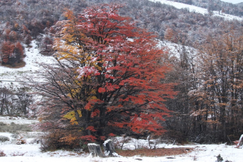 El 21 de Marzo se celebra el Dia Internacional de los Bosques