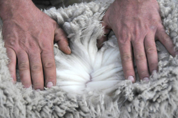 El Consejo Agrario Provincial dio a conocer los avances de la zafra lanera 2020 – 2021