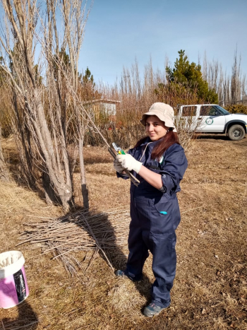 Producción de plantines forestales