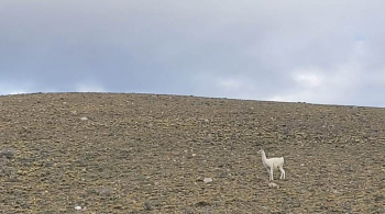 En plena ruta Santacruceña integrantes del CAP pudieron observar un Guanaco Albino