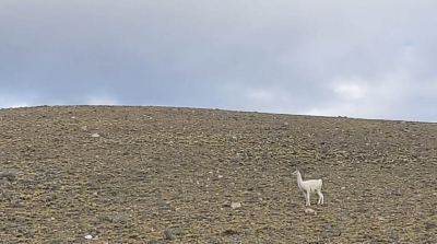 En plena ruta Santacruceña integrantes del CAP pudieron observar un Guanaco Albino