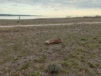 Encuentran lobito marino descansando en la costa de la ría: recomendaciones para la comunidad