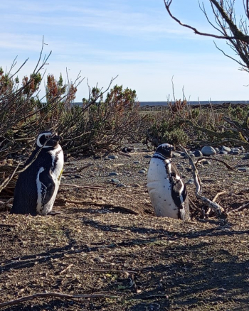 El Consejo Agrario Provincial comienza la puesta en valor de la Reserva Cabo Vírgenes