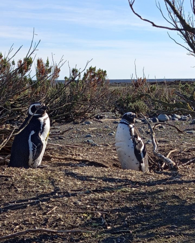 El Consejo Agrario Provincial comienza la puesta en valor de la Reserva Cabo Vírgenes