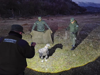 El CAP participó del rescate de un cóndor en la zona del Paso Río Mayer