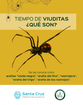 Todo lo que tenés que saber sobre las arañas viuda negra