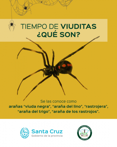 Todo lo que tenés que saber sobre las arañas viuda negra