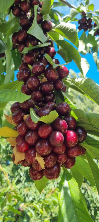La cereza del Valle de Los Antiguos ya tiene Denominación de Origen: un impulso para la producción patagónica